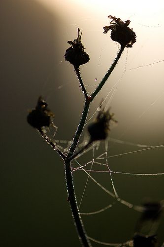 3952849958_416153787f